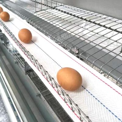 Vành đai thu gom trứng bán chạy Annilte trong trang trại gia cầm