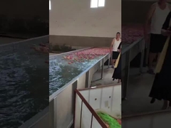 Máy rửa và chọn trái cây